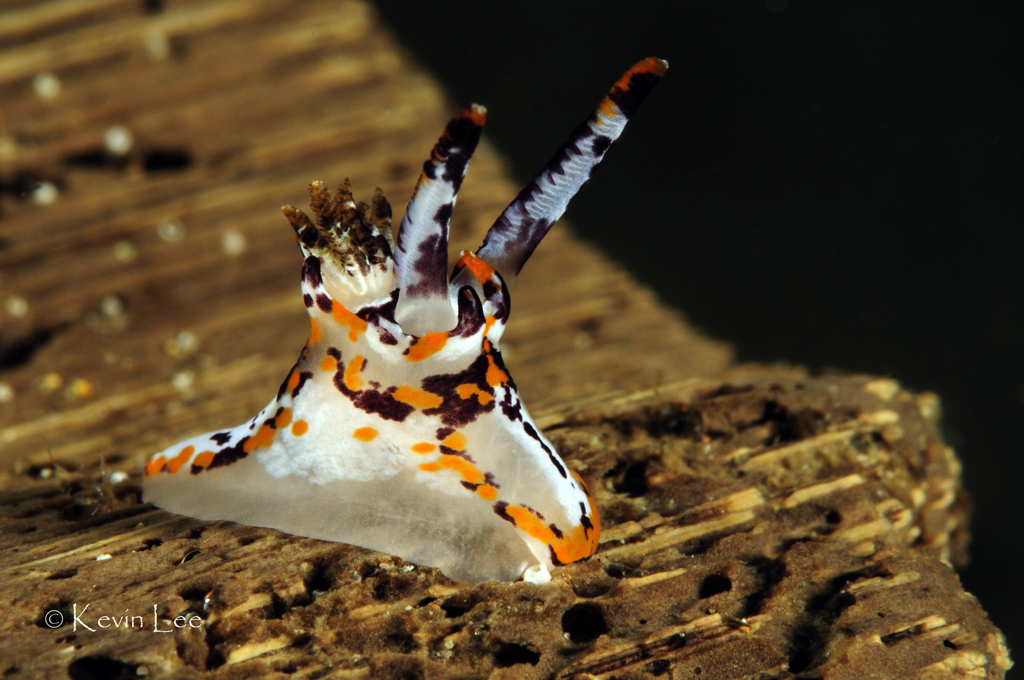 Okenia rhinorma